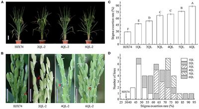 Reconstruction of the High Stigma Exsertion Rate Trait in Rice by Pyramiding Multiple QTLs